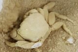 Fossil Crab (Potamon) Preserved in Travertine - Amazing Detail! #98904-3